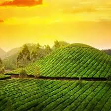 Lush Tea Plantations of Munnar: A Tranquil Retreat in the Western Ghats of Kerala